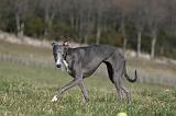WHIPPET 369